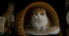 九条命 动物 呆 猫 电影 萌 表情包