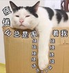 萌宠 喵星人 疲倦他总是围绕着我 我好累 呆萌 憨憨