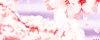 二次元  樱花   美景 粉色
