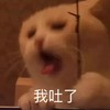 萌宠 猫星人 我吐了 恶心 呆萌 搞怪