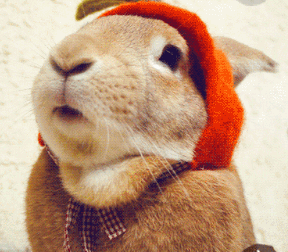 兔子 吃东西 红色 兔毛