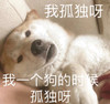 萌宠 汪星人 我孤独啊 难受啊 搞怪 呆萌