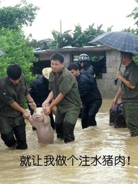 搞笑 小猪 逗比 就让我做个注水猪肉 下雨