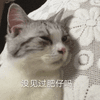 沙雕猫 猫咪 猫 可爱猫 猫表情包 猫咪表情包 小猫