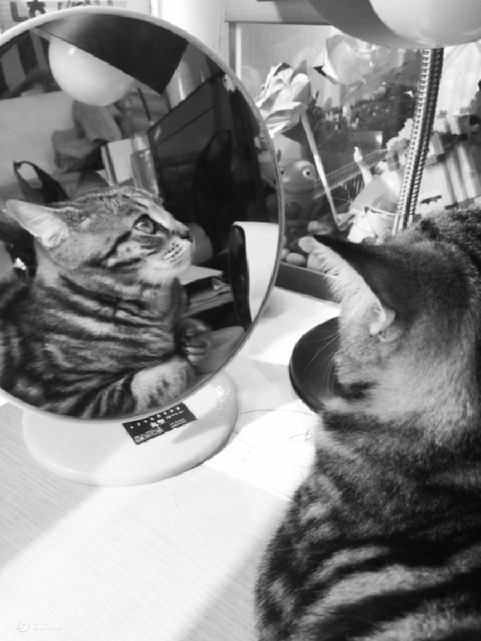 萌宠 喵星人 照镜子 一直爱美的猫