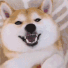萌宠 柴犬 wink 舒服 呆萌