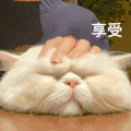 萌宠 猫星人 享受 摸摸头 舒服 呆萌 可爱