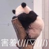 萌宠 熊猫 害羞 脸红 呆萌 可爱