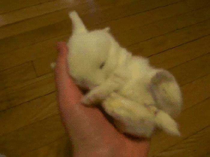 小兔兔 可爱 幼崽 萌萌哒 熟睡
