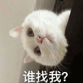 谁找我 猫 蒙圈