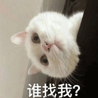 谁找我 猫 蒙圈 可爱 呆萌