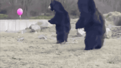 动物 熊 搞笑 搞怪