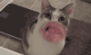 猫 萌宠 搞怪