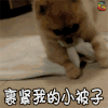 萌宠 狗 汪星人 裹紧我的小被子 soogif soogif出品