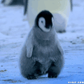 企鹅 小企鹅