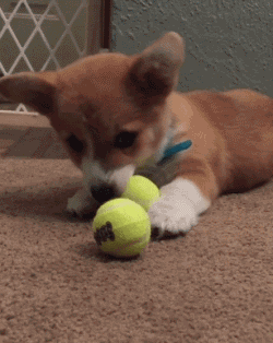 小短腿狗 玩耍 玩球