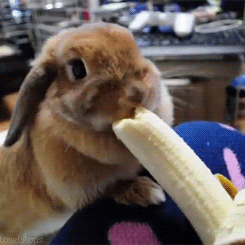 小兔子 可爱 吃香蕉 毛茸茸