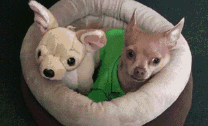 萌宠 吉娃娃 Chihuahua