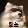 萌宠 汪星人 酷盖 炫酷 呆萌 可爱