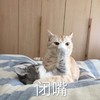 萌宠 猫星人 闭嘴 别说话 呆萌 可爱