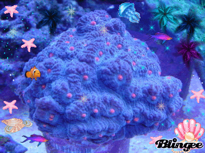 珊瑚 图片  超越  动画