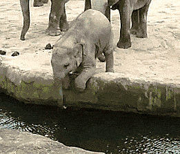 大象 elephant 喝水 玩水