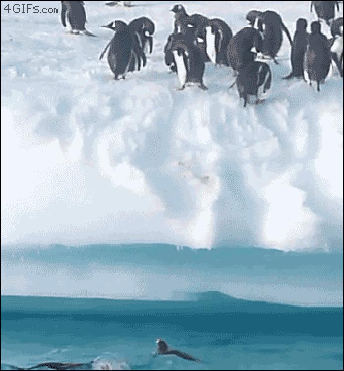 企鹅 大海 北极 很冷