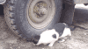 猫咪 汽车 虚招 可爱