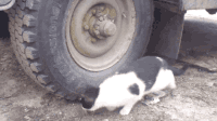 猫咪 汽车 虚招 可爱