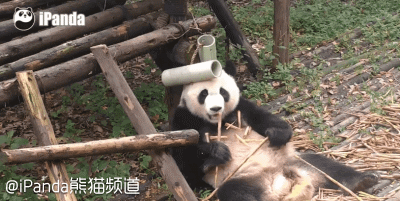 大熊猫 国宝 吃竹子 淡定