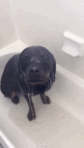 萌宠 狗狗 落汤狗 搞笑