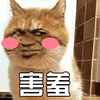 猫 萌宠 喵星人 害羞 脸红 soogif soogif出品