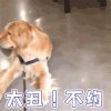 萌宠 狗 狗狗 拒绝 太丑 不约