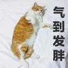 萌宠 猫星人 气到发胖 胖乎乎 搞怪 逗