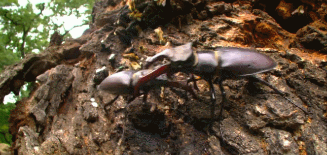 昆虫 甲壳虫 神话的森林 纪录片