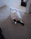 猫咪 胖乎乎 可爱 萌宠