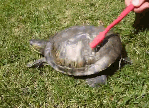 乌龟 可爱 动物 去