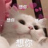 萌宠 猫星人 想你 害羞 呆萌 可爱