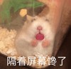 萌宠 仓鼠 隔着屏幕馋了 好想吃 呆萌 可爱 搞怪