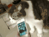 宠物 过来 东西 搞笑 手上 萌 杯子 手机 gif 梳子 人宠间