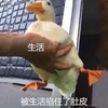 萌宠 鸭子 被生活掐住了肚皮 难受 呆萌 可爱