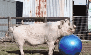 猪猪 搞笑 气球 滑稽