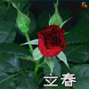 立春 节气 春天 春意盎然 soogif soogif出品