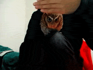 猫头鹰 遮挡 手 owl