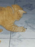 小猫 小老鼠 可爱 玩耍