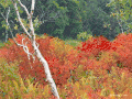 秋天 红枫 下雨