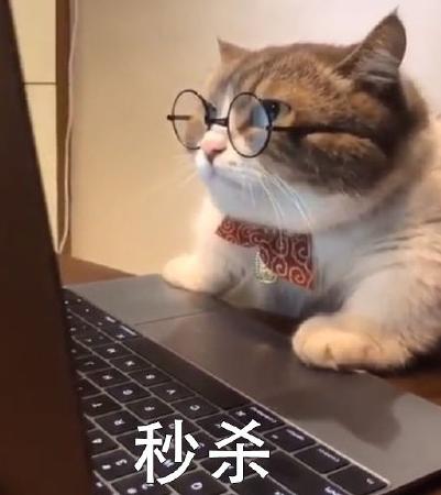 萌宠 可爱 喵星人 买买买 双11