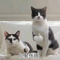 萌宠 猫咪 猫 喵星人 你很张扬 点赞 赞