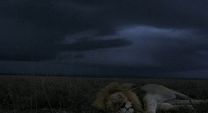 狮子 睡觉 风暴 自然