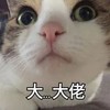 萌宠 喵星人 大佬 仰望 呆萌 搞怪
